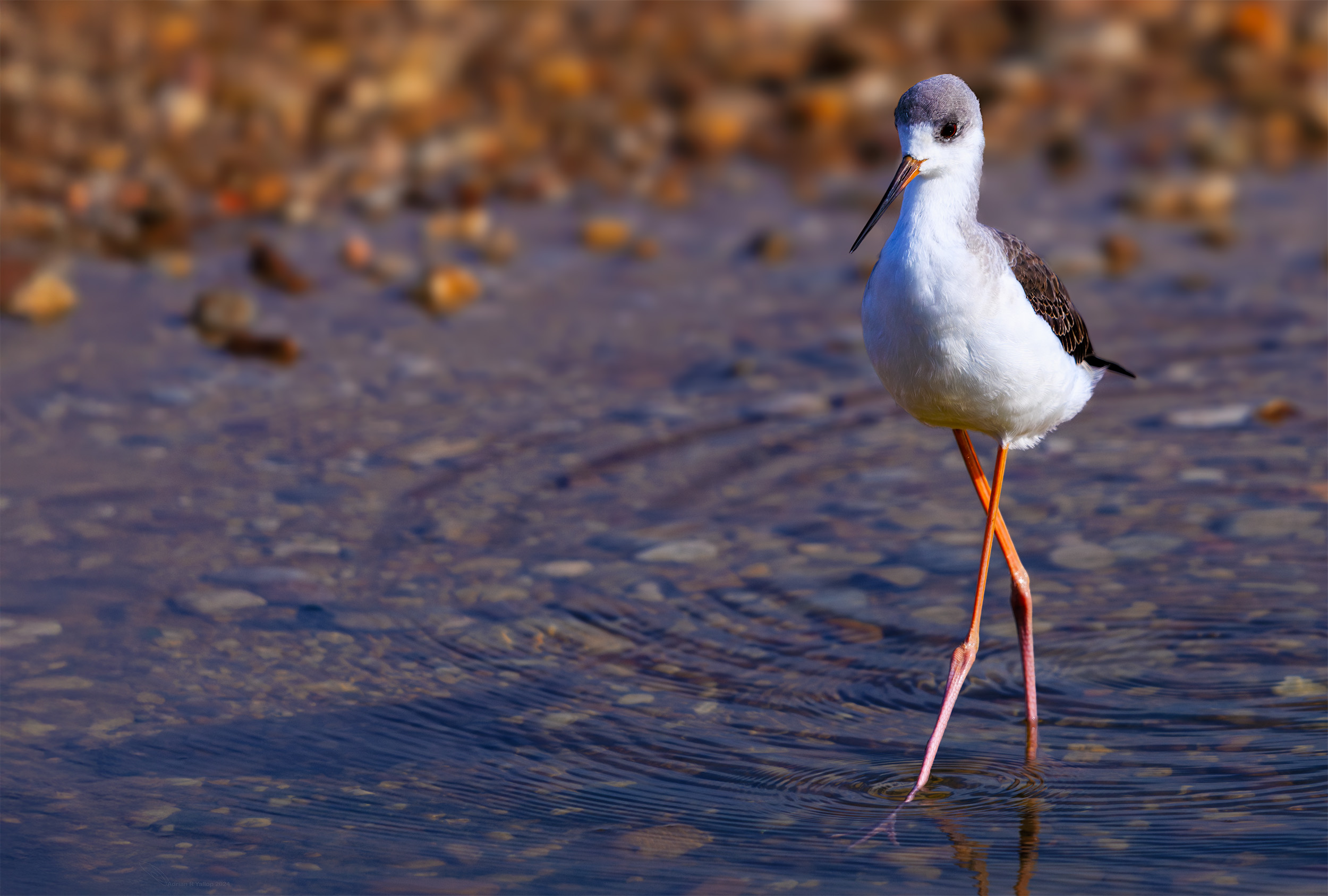 Egretta garzetta